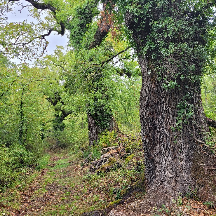 Au printemps 2022 nous avons inauguré notre parcours Bain de Forêt, une pratique japonaise de 
plus en plus prisée par la clientèle qui découvre la majesté et l’énergie de chênes tricentenaires.