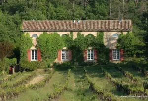 A vineyard under the windows