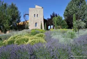Lavendelgarten mit Blick auf den Turm